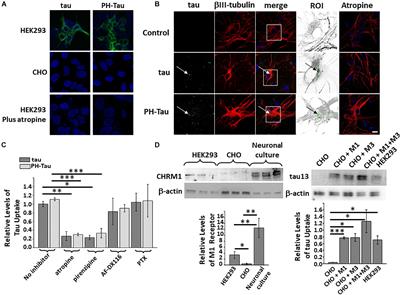 Normal and Pathological Tau Uptake Mediated by M1/M3 Muscarinic Receptors Promotes Opposite Neuronal Changes